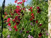 снимка Градински цветове Ароматен Грах, Lathyrus odoratus винен