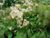 foto Flores do Jardim Epimedium Longspur, Barrenwort branco