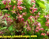 bilde Hage Blomster Longspur Epimedium, Barrenwort rød