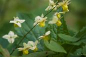 снимка Градински цветове Longspur Epimedium, Barrenwort жълт
