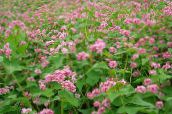 φωτογραφία Λουλούδια κήπου Φαγόπυρο, Fagopyrum esculentum ροζ