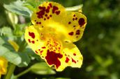 foto Gartenblumen Affenblume, Mimulus gelb