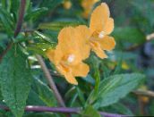 foto Dārza Ziedi Sticky Monkeyflower, Mimulus aurantiacus oranžs