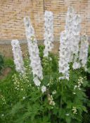 φωτογραφία Λουλούδια κήπου Άνθος Δελφίνι, Delphinium λευκό