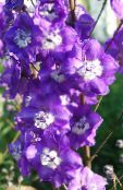 foto Dārza Ziedi Delphinium purpurs