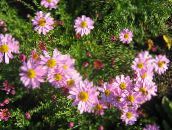 φωτογραφία Λουλούδια κήπου Δενδράνθεμα, Dendranthema ροζ