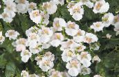 fotografie Záhradné kvety Diascia, Twinspur biely