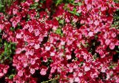 fotografie Záhradné kvety Diascia, Twinspur červená