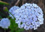 photo  Blue Lace Flower, Rottnest Island Daisy, Didiscus light blue