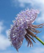 fotografie Záhradné kvety Modrý Kvet Čipka, Rottnest Island Sedmokráska, Didiscus orgován