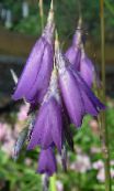 nuotrauka Sodo Gėlės Angelo Meškerė, Pasakų Lazdelė, Wandflower, Dierama violetinė