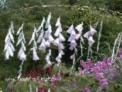 fotografie Zahradní květiny Anděla Rybářský Prut, Víla Hůlka, Wandflower, Dierama bílá