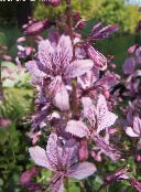 фото Садовые цветы Диктамнус (Ясенец), Dictamnus сиреневый