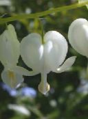 fotografie Zahradní květiny Krvácející Srdce, Dicentra, Dicentra spectabilis bílá