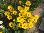 фото Садовые цветы Диморфотека, Dimorphotheca желтый