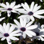 fotografie Záhradné kvety Cape Nechtík, Gerbery, Dimorphotheca biely