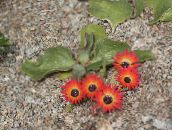 foto Flores do Jardim Livingstone Daisy, Dorotheanthus (Mesembryanthemum) vermelho