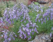bilde Hage Blomster Teucrium syrin