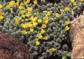 amarelo Douglasia, Montanha Rochosa Anão-Prímula, Vitaliana