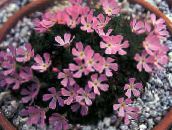foto Dārza Ziedi Douglasia, Rocky Mountain Punduris-Prīmulas, Vitaliana sārts