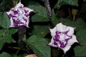 zdjęcie Ogrodowe Kwiaty Bieluń, Datura metel liliowy