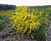 fotoğraf Bahçe çiçekleri İskoç Süpürge, Broomtops, Ortak Süpürge, Avrupa Süpürge, İrlandalı Süpürge, Sarothamnus scoparius sarı
