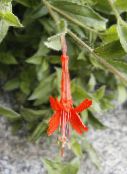 fotografie Zahradní květiny Narrowleaf Kalifornii Fuchsie, Starobylý Fuchsie, Kolibřík Trubka, Zauschneria oranžový