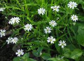 foto I fiori da giardino Starwort, Stellaria bianco