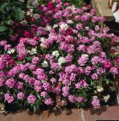 foto Flores de jardín Candytuft, Iberis rosa