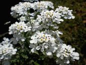 photo les fleurs du jardin Candytuft, Iberis blanc