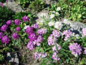 foto Flores de jardín Candytuft, Iberis lila