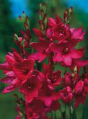fotografie Záhradné kvety Ixia červená