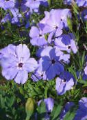 foto Flores de jardín Dulce-William Catchfly, Ninguno Tan Bonito, Rosa De Los Cielos, Silene armeria, Silene coeli-rosa lila