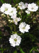 φωτογραφία Λουλούδια κήπου Silene Alpestris λευκό
