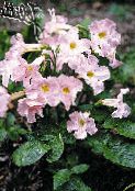fotografie Zahradní květiny Hardy Gloxínie, Incarvillea delavayi růžový