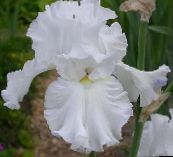hvid Iris
