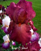 foto Flores do Jardim Íris, Iris barbata borgonha