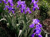 снимка Градински цветове Ирис, Iris barbata виолетов