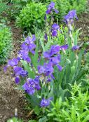 foto Trädgårdsblommor Iris, Iris barbata blå