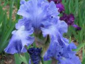 foto Flores do Jardim Íris, Iris barbata luz azul
