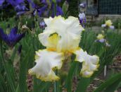 foto Flores de jardín Iris, Iris barbata amarillo