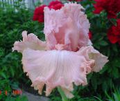 foto Flores do Jardim Íris, Iris barbata rosa