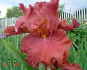 foto Tuin Bloemen Iris, Iris barbata rood
