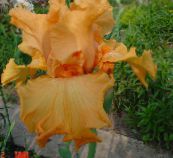 fénykép Kerti Virágok Írisz, Iris barbata narancs