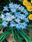 photo les fleurs du jardin Printemps Starflower, Ipheion bleu ciel