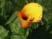 photo les fleurs du jardin Lys Calla, Arum orange