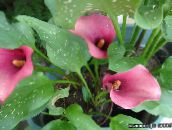 fotografie Záhradné kvety Kala, Arum Ľalie, Calla ružová