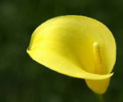 foto Flores do Jardim Calla Lírio, Arum Lírio amarelo