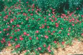 foto Flores do Jardim Winecups Mexicano, Malva Da Papoila, Callirhoe involucrata vermelho