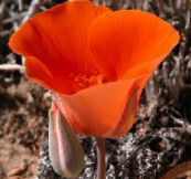 foto Vrtne Cvjetovi Šego Ljiljan, Tolmie Zvijezda Tulipana, Dlakave Maca Uši, Calochortus crvena